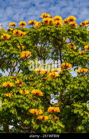 Ein blühender afrikanischer Tulpenbaum in Fort Lauderdale, Florida, USA. Stockfoto
