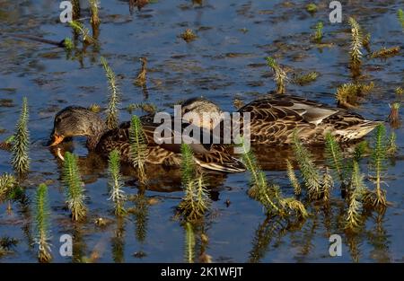 Ein Paar Mallard-Enten 'Anas platyrhynchos', die in einem Sommerfeuchtgebiet im ländlichen Alberta, Kanada, auf Nahrungssuche gehen. Stockfoto