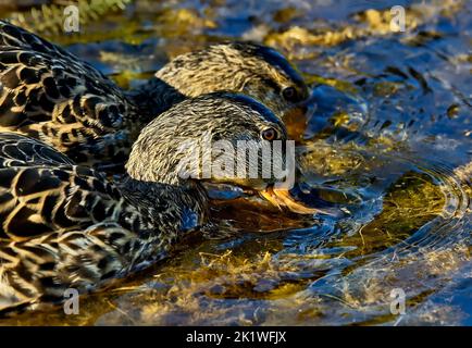 Nahaufnahme eines Paares von Mallard-Enten „Anas platyrhynchos“, die in einem sommerlichen Feuchtgebiet im ländlichen Alberta, Kanada, auf Nahrungssuche gehen. Stockfoto