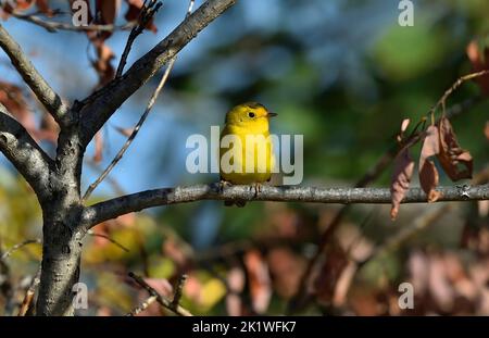 Ein farbenprächtiger Wilsonia pusilla-Waldsänger, der auf einem Baumzweig im ländlichen Alberta, Kanada, thront. Stockfoto