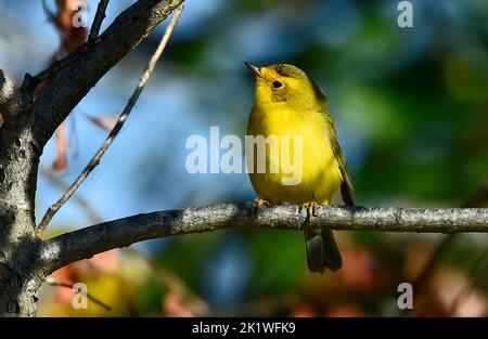 Wilsonia pusilla, ein Wilsons-Waldsänger, der auf einem Baumzweig im ländlichen Alberta, Kanada, thront. Stockfoto