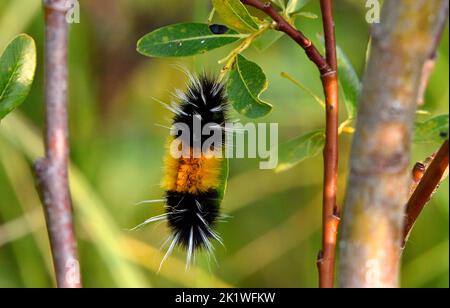 Ein horizontales Bild einer bandigen Wollbären-Raupe, die sich auf einem grünen Blatt in einem Lebensraum für Wildtiere im ländlichen Alberta, Kanada, ernährt. Stockfoto