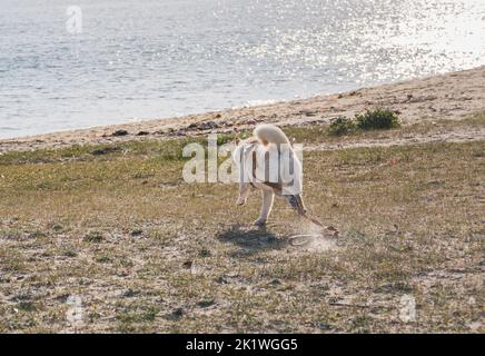 hokkaido Hund läuft am Strand entlang in Richtung Meer an einer lockeren Leine Stockfoto