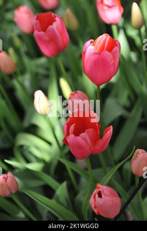 Pink Single Late Tullips (Tulipa) erblühen im April in einem Garten Stockfoto