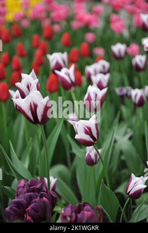 Lila und weiße Triumph-Tulpen (Tulipa) Rimini blühen im April in einem Garten Stockfoto