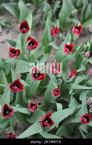 Dunkelrote Triumph-Tulpen (Tulipa) Ronaldo blühen im März in einem Garten Stockfoto