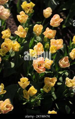 Cremegelb mit roten Rändern Triumph Tulpen (Tulipa) Rosy Bouquet blüht im April in einem Garten Stockfoto