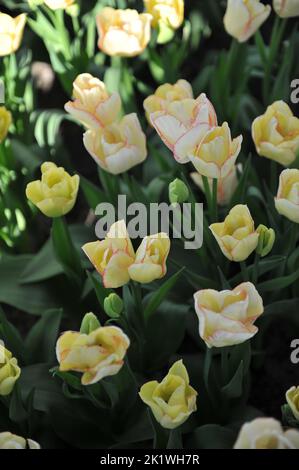 Cremegelb mit roten Rändern Triumph Tulpen (Tulipa) Rosy Bouquet blüht im April in einem Garten Stockfoto