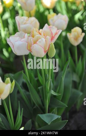 Cremegelb mit roten Rändern Triumph Tulpen (Tulipa) Rosy Bouquet blüht im April in einem Garten Stockfoto