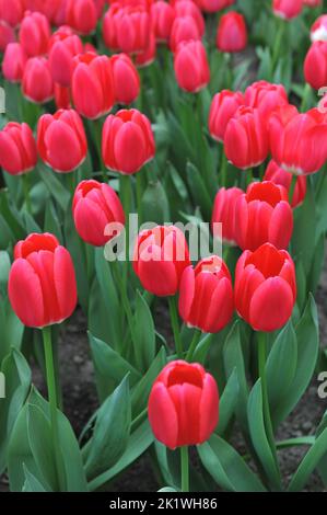 Dunkelrosa Darwin Hybrid Tulpen (Tulipa) Rosy erblüht im März in einem Garten Stockfoto