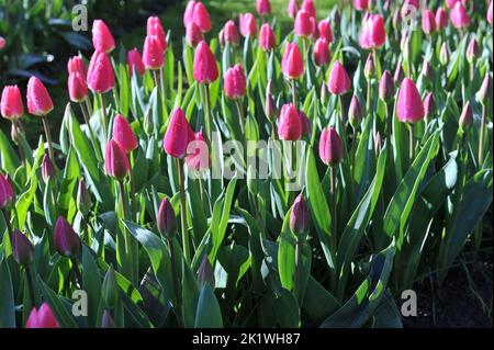 Dunkelrosa Darwin Hybrid Tulpen (Tulipa) Rosy erblüht im April in einem Garten Stockfoto