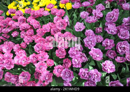 Im März blühen in einem Garten pinkfarbene Doppeltulpen (Tulipa) Rosy Diamond und Blue Diamond Stockfoto