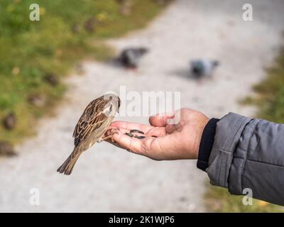 Eine Frau füttert Sperling aus ihrer Handfläche. Ein Vogel sitzt auf der Hand einer Frau und isst Samen. Tierpflege im Herbst oder Winter. Stockfoto