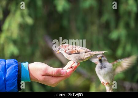 Der Junge füttert die Vögel mit Samen aus seiner Hand. Sperling frisst