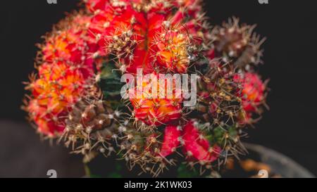 Attraktive Gymnocalycium Mihanovichi mit lebendiger Farbe. Farbenfroher Gymocalycium Kaktus Stockfoto