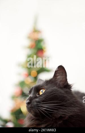 Porträt einer niedlichen schwarzen Katze mit einem Weihnachtsbaum mit Ornamenten und Lichtern im Hintergrund. Helles, modernes Low-Angle-View-Bild mit Kopierbereich. Stockfoto