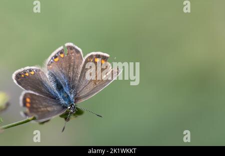 Ein brauner Schmetterling mit gelben Punkten und einem blauen Körper thront auf einem Ast vor grünem Hintergrund. Der Schmetterling hat seine Flügel ausgebreitet. Die Flügel sind Stockfoto