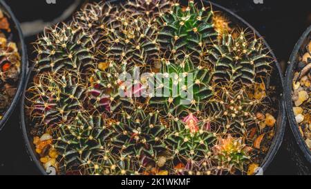 Attraktive Gymnocalycium Mihanovichi mit lebendiger Farbe. Farbenfroher Gymocalycium Kaktus Stockfoto