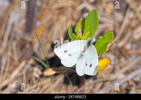 Cabbge White des kleinen weißen Schmetterlings (Piers rapae), der auf einer Sukulente ruht. Blick von oben auf die Flügel, die die Flecken zeigen. Stockfoto