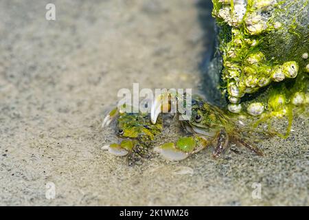 Ein Paar Green Shore Krabben oder Hairy Krabben (Hemigrapsus oregonensis) im Watt vor Vancouver Island, British Columbia, Kanada. Stockfoto