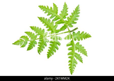 Draufsicht auf ein grünes Farnblatt mit gezackten Kanten, isoliert auf weißem Hintergrund Stockfoto
