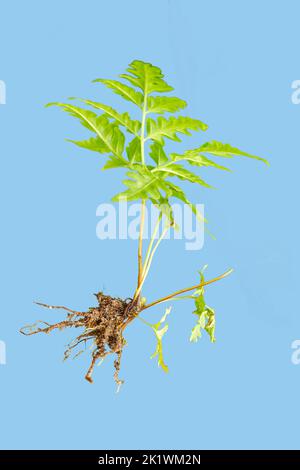 Ganze Farnpflanzen von grünen Blattspitzen mit gezackten Blatträndern bis zu braunen Wurzeln, isoliert auf blauem Hintergrund Stockfoto