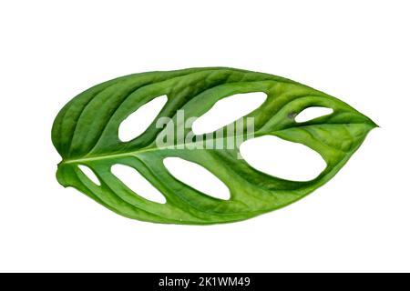 Die grünen Blätter der Variegata-Pflanze haben eine Herzform mit einem Loch in der Mitte, isoliert auf weißem Grund Stockfoto