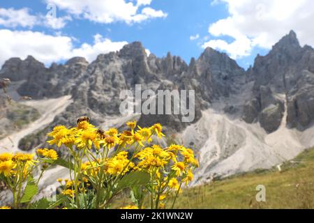 Gelbe Blüten von Arnica Montana und den Dolomiten in den Europäischen Alpen in Norditalien Stockfoto