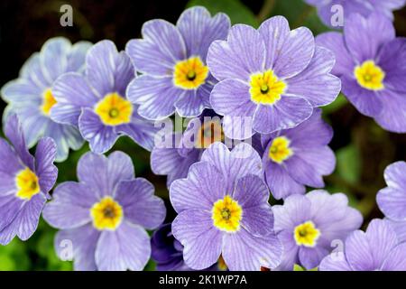 Blütenstand mit vielen sternförmigen blauen Blüten Stockfoto