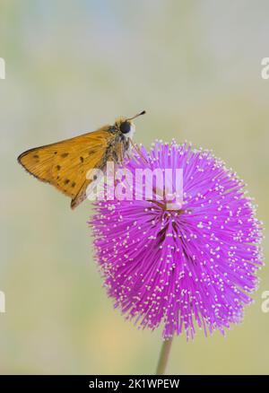 Feuriger Skipper-Schmetterling (Hylephila phyleus) auf einer empfindlichen Briar-Wildblume (Mimosa quadrivalvis). Stockfoto