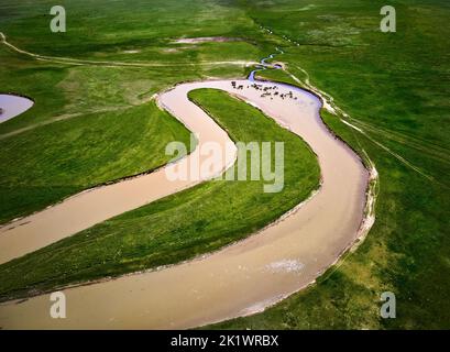 Pferdeherde trinken Wasser aus dem Fluss. Luftdrohne Aufnahme von schönen Landschaft Kurve Fluss Kegen mit grünen Hügeln in Mountain Valley, Kasachstan. Stockfoto