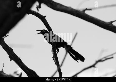 Schwarzer und weißer Vogel auf einem Baumzweig Stockfoto