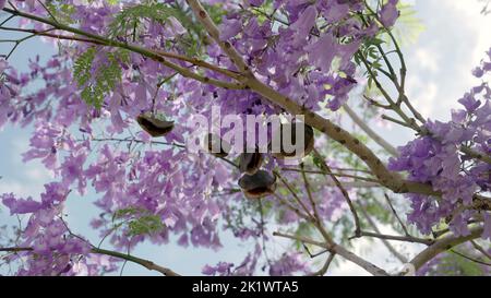 Low-Angle-Schuss von Jacaranda Samen Schoten und einer Honigbiene in grafton Stockfoto