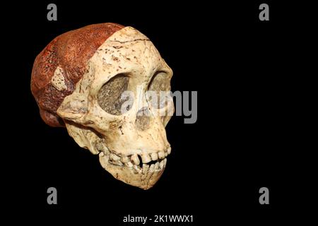 Taung Kind Schädel - Australopithecus africanus Stockfoto