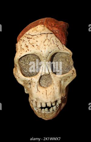 Taung Kind Schädel - Australopithecus africanus Stockfoto