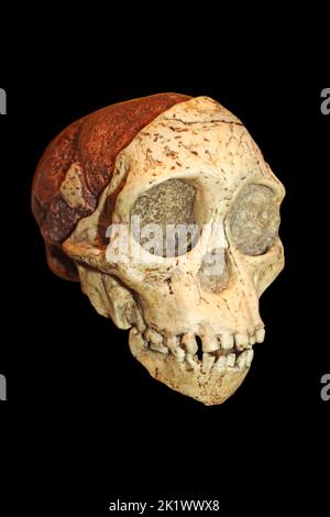 Taung Kind Schädel - Australopithecus africanus Stockfoto