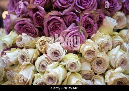 Farbexplosion: Leuchtende Blumen und Pflanzen, die Ihren Raum mit einem atemberaubenden Blick auf die Natur erhellen Stockfoto