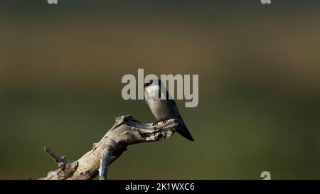 Weißkehlschwalbe (Hirundo albigularis) Pilanesberg Nature Reserve, Südafrika Stockfoto