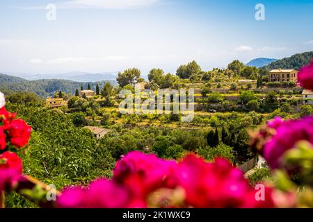 Blicken Sie durch rote Geranien von der Aussichtsplattform Mirador Galilea auf dem Platz Ses Timbes, auch bekannt als Plaza Pius XII oder Plaza de la Iglesia Galilea. Stockfoto