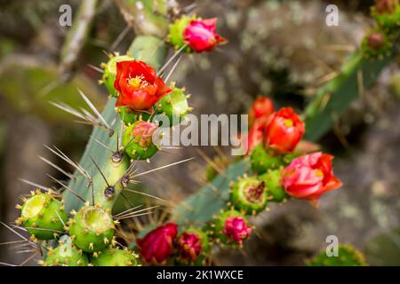 Naht von Kaktusblüten mit Stachelbirnen (lat. Opuntia) mit roten Blütenblättern und gelbem Stamm, die neben grünen, unreifen Stachelbirnen und großen Stacheln wachsen. Stockfoto
