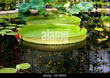 Lotusblume im Kew Garden Stockfoto