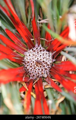 Farbexplosion: Leuchtende Blumen und Pflanzen, die Ihren Raum mit einem atemberaubenden Blick auf die Natur erhellen Stockfoto