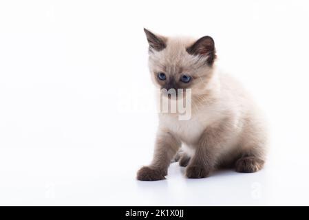 Ein kleines Kätzchen sitzt und schaut nachdenklich. Isoliert auf weißem Hintergrund. Warenkonzept für Katzen, Tierklinik und Tierhandlung. Hochwertige Fotos Stockfoto