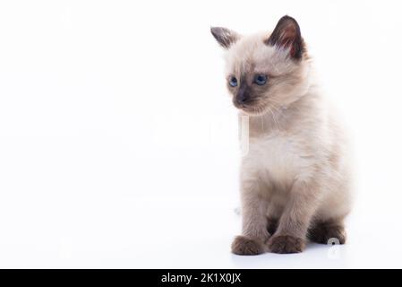 Ein kleines Kätzchen sitzt und schaut nachdenklich. Isoliert auf weißem Hintergrund. Warenkonzept für Katzen, Tierklinik und Tierhandlung. Hochwertige Fotos Stockfoto