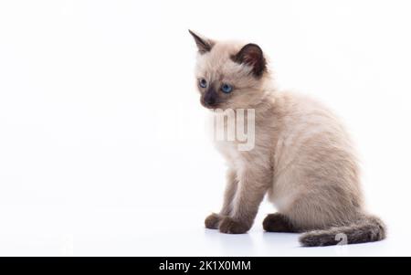 Ein kleines Kätzchen sitzt und schaut nachdenklich. Isoliert auf weißem Hintergrund. Warenkonzept für Katzen, Tierklinik und Tierhandlung. Hochwertige Fotos Stockfoto