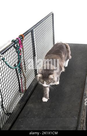 Laufband für Katze vor weißem Hintergrund Stockfoto