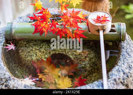 Grüner Bambus und fallender roter Ahorn im Wassersteinbecken im japanischen Garten am Enkoji-Tempel in Kyoto, Japan. Wahrzeichen berühmt in der Herbstsaison Stockfoto