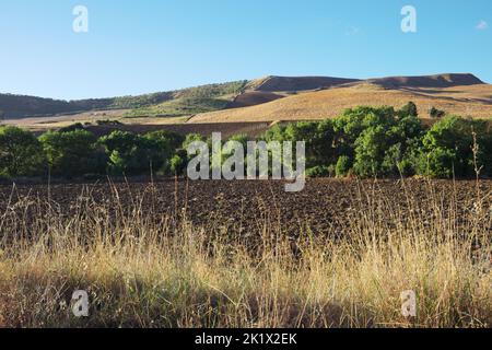 Sizilien Landschaft mit Bäumen im Feld Stockfoto