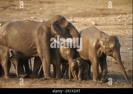 Elefantenbad. Jim-Corbett-Nationalpark, Indien. Stockfoto