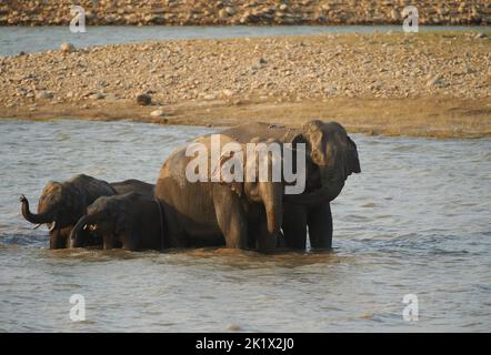 Elefantenbad. Jim-Corbett-Nationalpark, Indien. Stockfoto